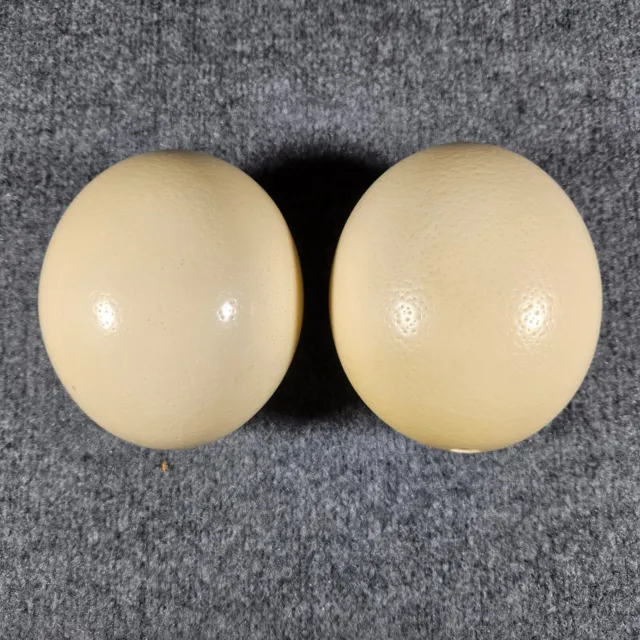 Lote de 2 cáscaras de huevo de avestruz en blanco para manualidades, decoración, pinturas y más (M)