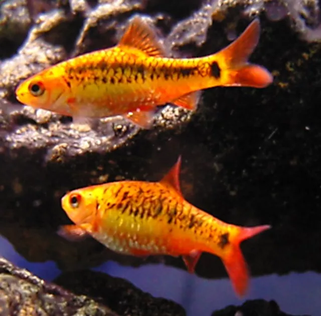 6 Gold Barbs Live Freshwater Aquarium Fish