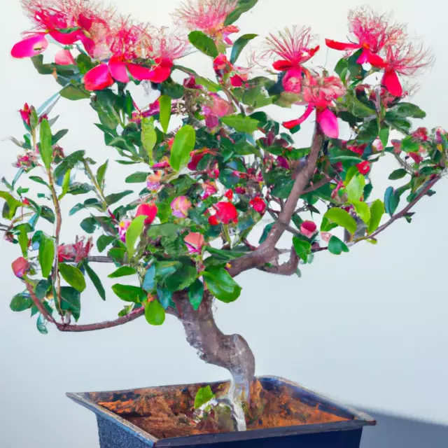 Pineapple Guava Bonsai Tree Tropical House Plant 20 Seeds Indoor Houseplant