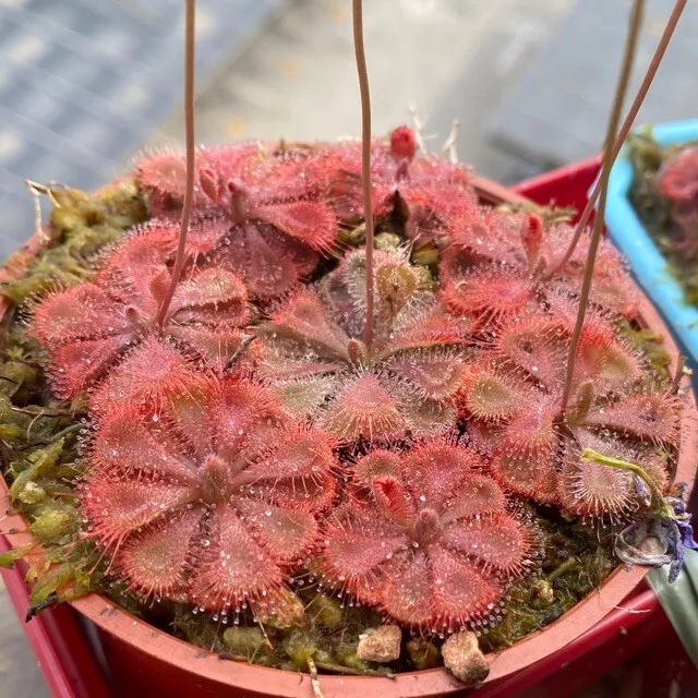 Drosera burmannii ‘Humpty Doo’ (Sundew)-(30+ Seeds) Carnivorous, Canada, 2024