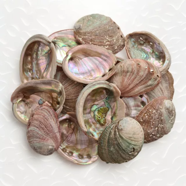 ABALONE Shell Seashells Natural Craft Shells Authentic Ocean Shell Display Art