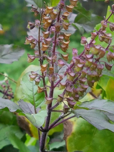 Tulsi Basil 50 Seeds PURPLE Organically  Grown Ocimum sanctum Tea hair herb food