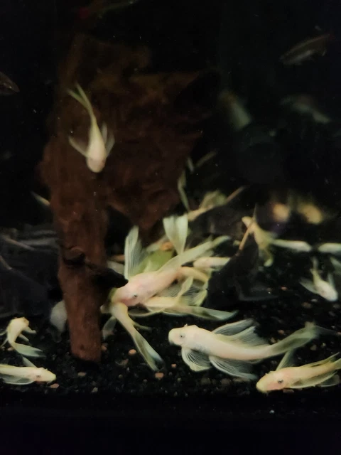 (3)L144-Blue Eye Lemon Longfin Bristlenose Pleco 1"+ 10