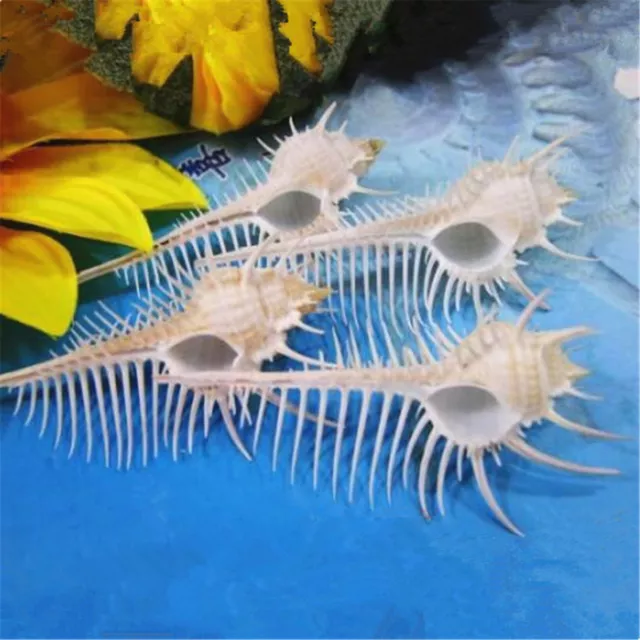 Natural Venus Comb Indian Ocean Sea Shell Conch Beach Aquarium Decoration DIY