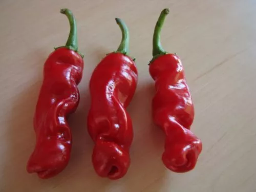 LOCAL AUSSIE STOCK - Rare Willy Penis Chilli, Peter Pepper Seeds ~10x FREE SHIP 2