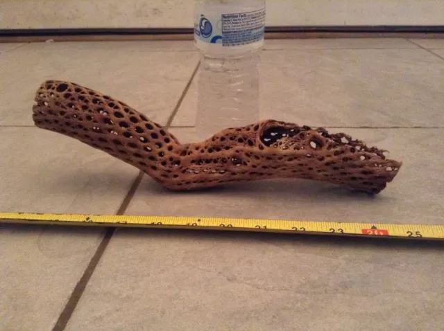 11" Pieza Única Con Raíz Madera Orgánica Cholla*Pescado *Pleco *Camarones* Limpiada Y Hervida