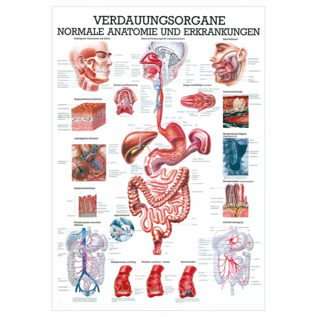 Verdauungsorgane Lehrtafel Anatomie 100x70 cm medizinische Lehrmittel