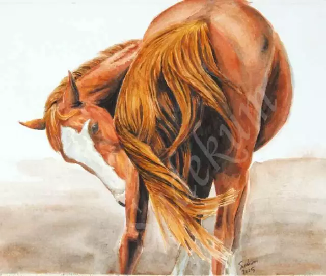 Original Watercolor Biting Scratching Tail Swish Horse Painting