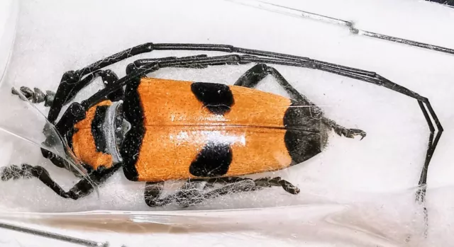 Cerambycidae Cereopsius praetorius A1 or A- 17-20mm MorF from MINDORO - #0340