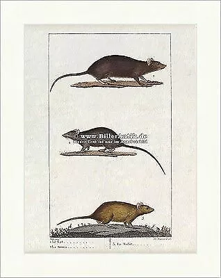 Ratte Maus Feldmaus Nagetiere Langschwanzmäuse Hausmaus Waldmaus Buffon 059