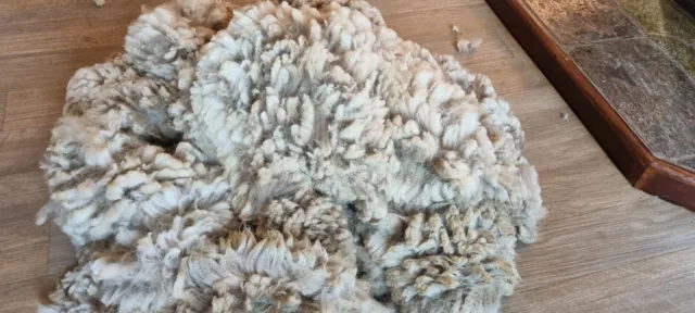 Rockleigh Alpacas - Alpaca Fleece - White - Azure - 1300g