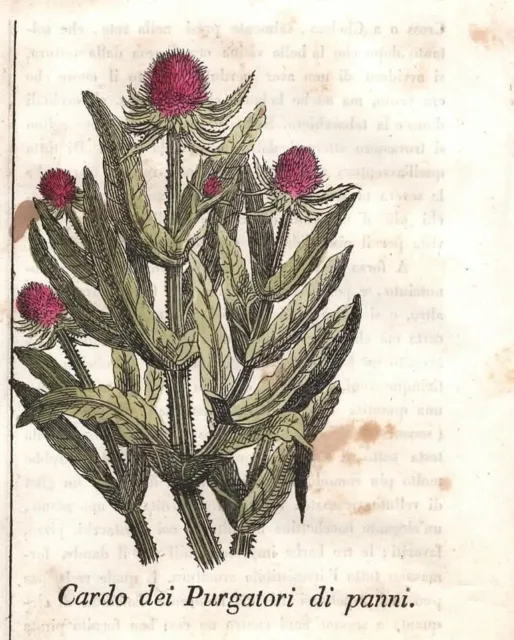 Stampa antica CARDO Carduus botanica Cosmorama Pittorico 1837 Antique print