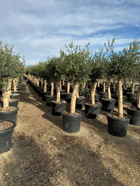 Olivenbaum Olive "35 Jahre" 150-170 cm,  A+ Qualität, winterhart, Olea Lechin