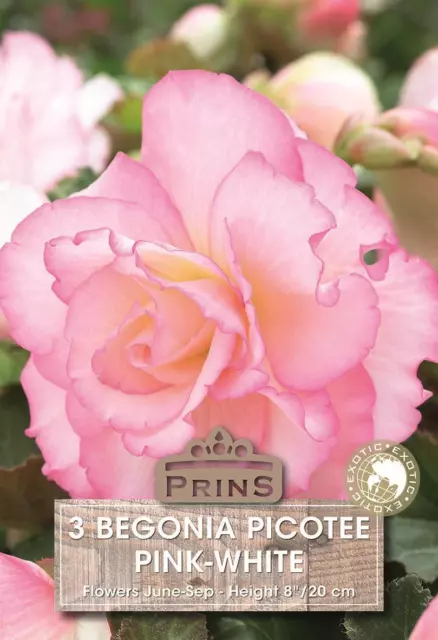 Begonia 'Picotee' Pink-White WPC Prins Quality Bulbs/Tubers Pack x3