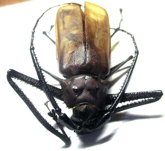 Q001 GNE | CL : Cerambycidae: Prioninae: Macrophysis luzona male 78mm**********
