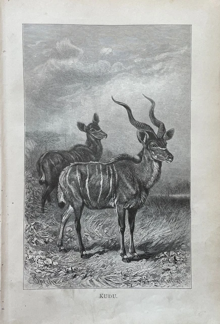 Antique Animal Print - Kudu - Antelope - Tragelaphus - Alfred Brehm - Germany