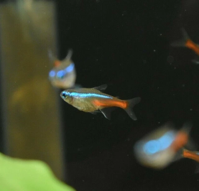 Live Neon Tetras (Pack of 12 Freshwater Aquarium Nano Fish) *PLS READ DESCR* 3