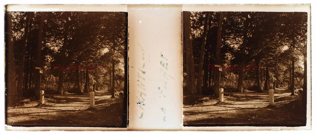 FRANCE Oise Chantilly La Forêt c1930 Photo Stereo Glass Plate Vintage V15n 2