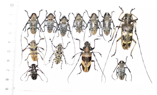 Lamiinae mix, 12 from West Kalimantan.   (5)
