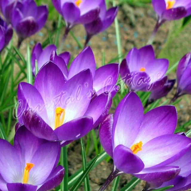 Crocus Le Printemps Floraison - Photo Gratuite Sur
