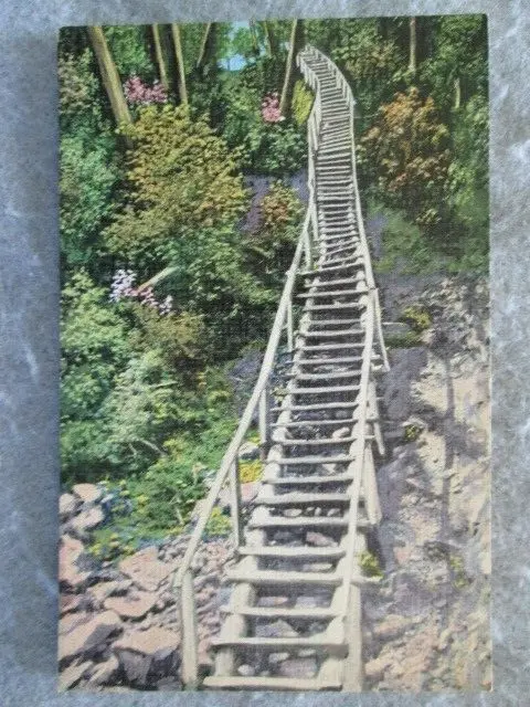 Vintage Ladder, Miners Falls, Alger County, Michigan Postcard