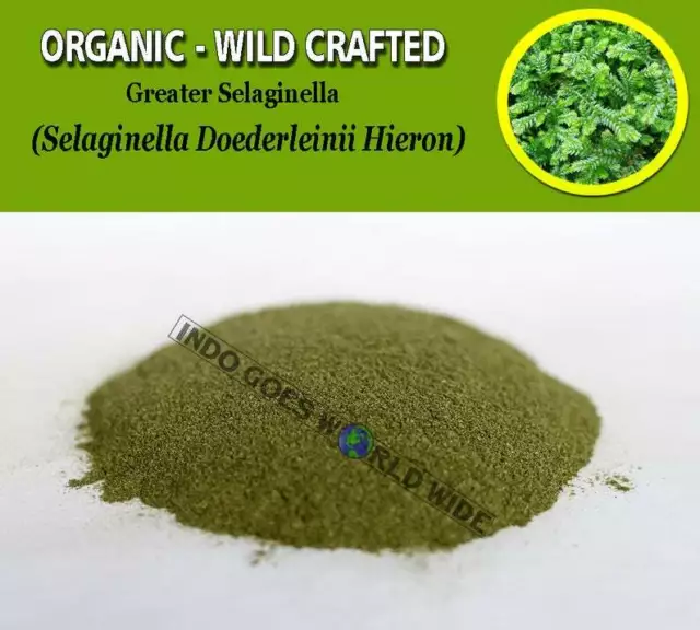 POWDER Greater Selaginella Selaginella Doederleinii Hieron Organic WildCrafted