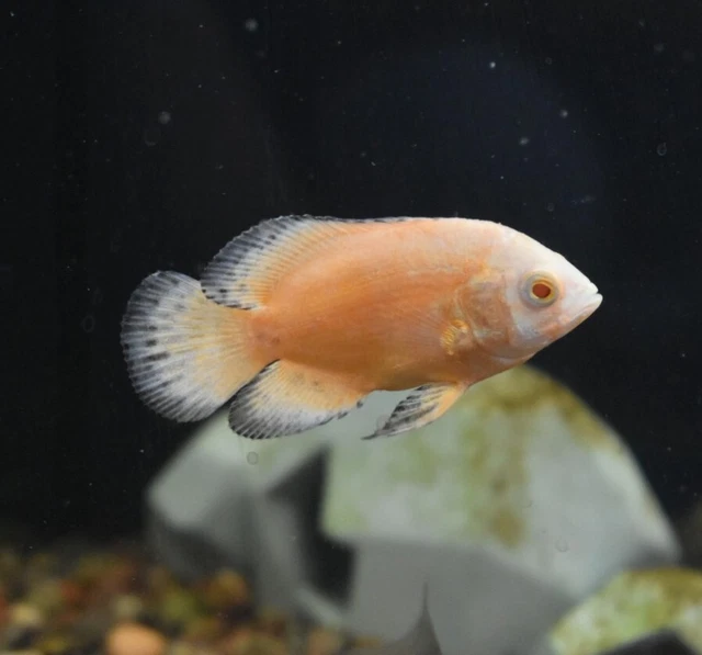 Live Red Ruby Oscar Cichlid (2-2.5" Freshwater Aquarium Fish) *PLS READ DESCR* 9