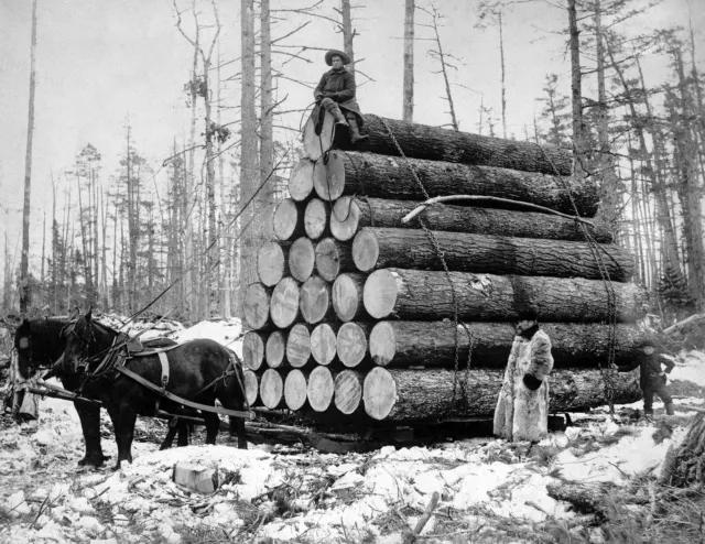 1908 Large Load of Logs Vintage Old Photo 8.5" x 11" Reprint