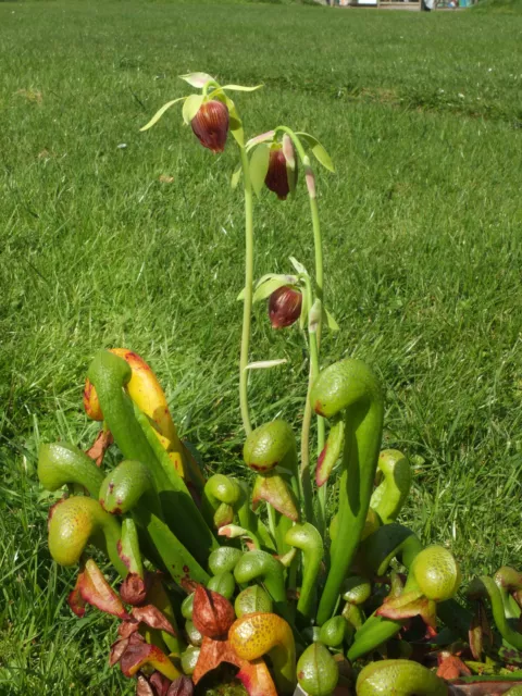 Cobra Lilly (Darlingtonia californica) Seeds - 50+ Fresh Harvested 2023