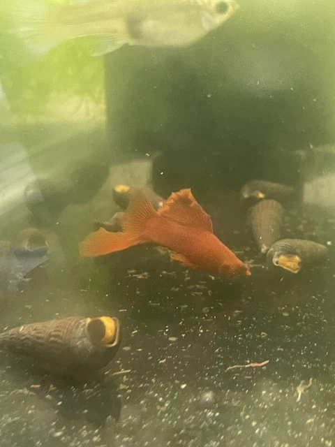 One Breeder Pair Of Premium Cauliflower Saber Tail Few Pairs Are Avaliable.