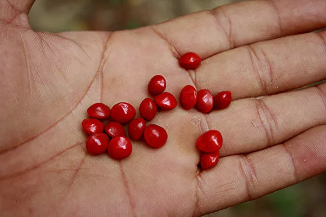 10 Graines Adenanthera pavonina , Red sandalwood, Coral bean tree seeds