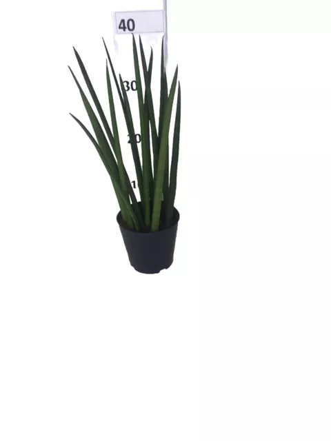 SANSEVIERIA CYLINDRICA 'STRAIGHT' - Potted Houseplant - 40cm High (inc pot) SANSEVIERIA CYLINDRICA 'STRAIGHT' - Potted Houseplant - 40cm High (inc pot)