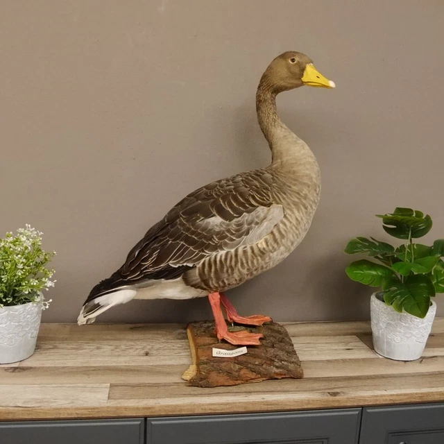 Anser Preparado Ganzpräparat Taxidermy Decoración Con Genehmigung A Venta #90.16 3