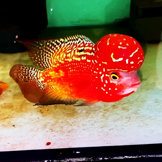 Red Kamfa Full Red Color Flowerhorn F1 Classic Red Monkey Kamfa VIP Big Kok Fish