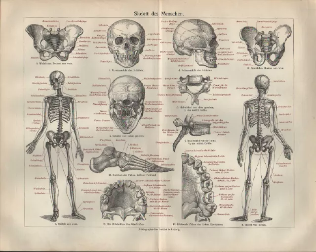 Lithografie 1908: Skelett des Menschen. Gewebe. Die Gestalt des Menschen.