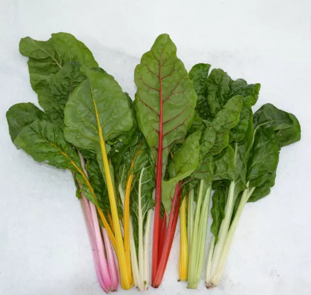 Vegetable - Swiss Chard Rainbow Mix - 200 seeds - Coloured Beat Leaf - 1st Class