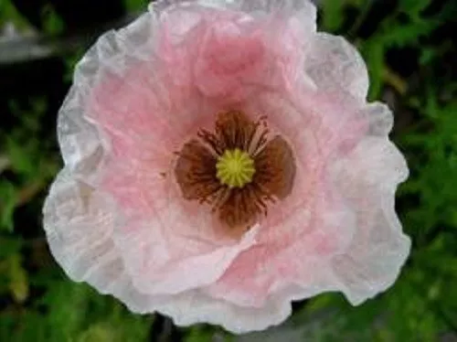 50 + Ange Chœur Fleur Pavot Mélange de Graines/Pérenne/Papaver