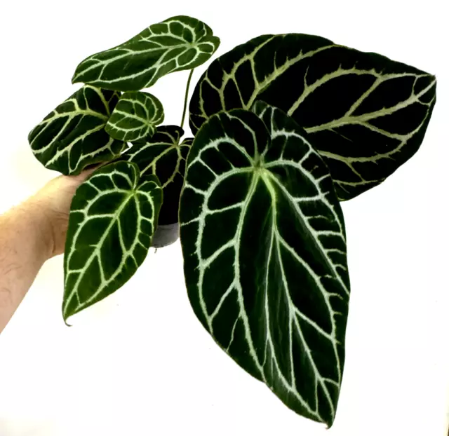 Anthurium crystallinum "Rare Aroid" - 3 plants in one with great veins ! #17