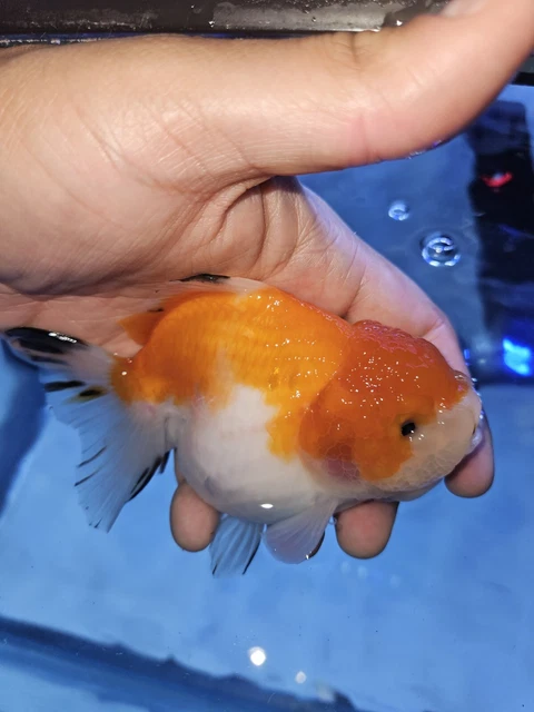 Live Fancy Goldfish White/Red  Rosetail Oranda 4.5in