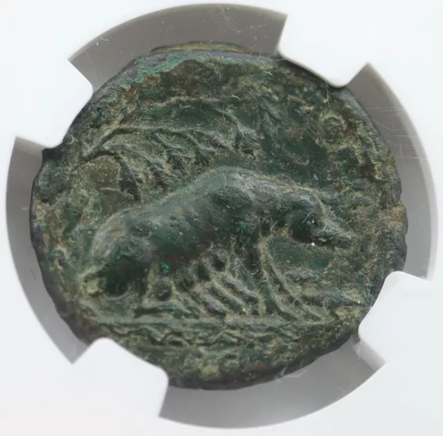 EMPIRE Antoninus Pius 143AD Piglets & Sow Bronze Rome Old NGC Unusual Coin D021