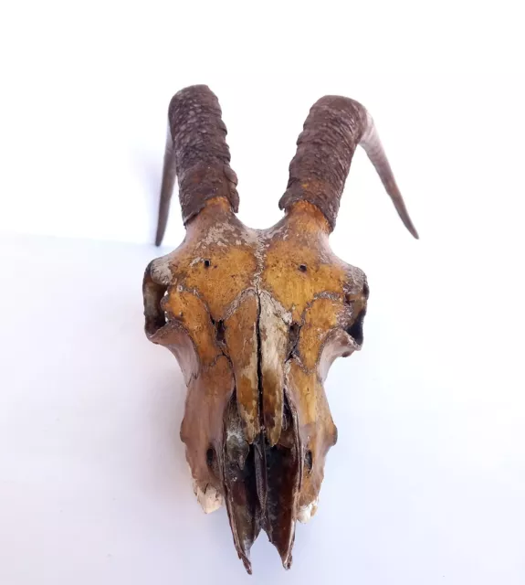 Crane De Bouc Taxidermie Cabinet De Curiosites   Goat Skull 3