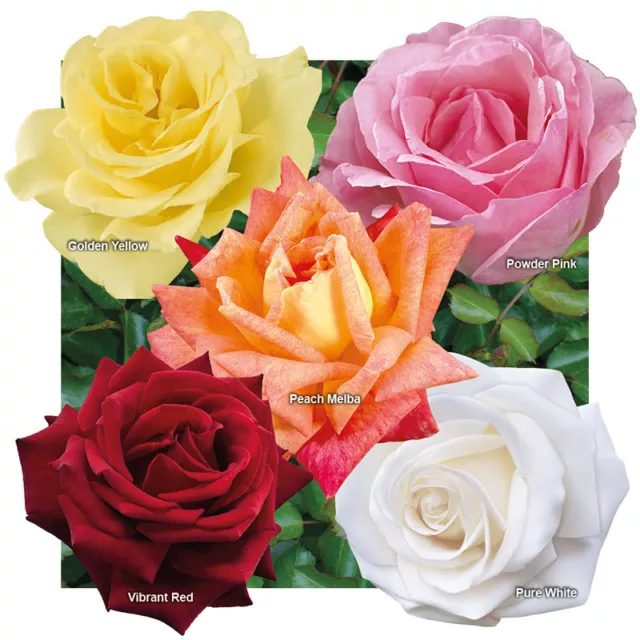 You Garden - Rose Collection, 5x Bare Root Bushes, Tea Rose Hybrid, Easy to Grow