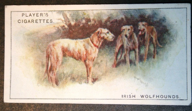 Irish Wolfhound   Vintage  1920's  Illustrated Card  QC29