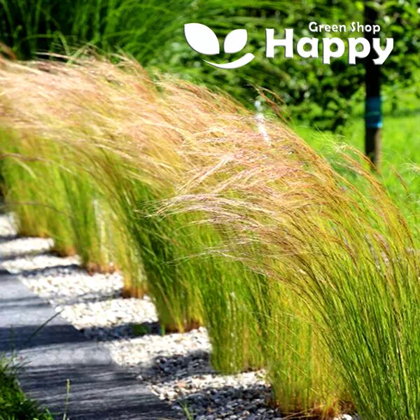 MEXICAN FEATHER GRASS 100 SEEDS - Stipa tenuissima - PERENNIAL ORNAMENTAL GRASS