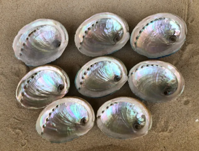 Abalone Shells Natural MOTHER OF PEARL  8pcs @ 9cm  Green Lip South Australian