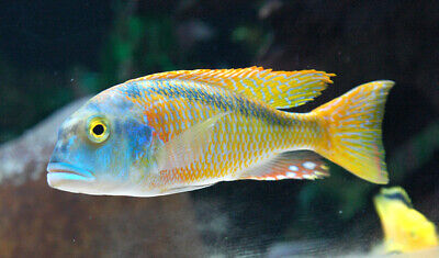 Buccochromis Nototaenia, Haplochromide, African Cichlid, Guaranteed