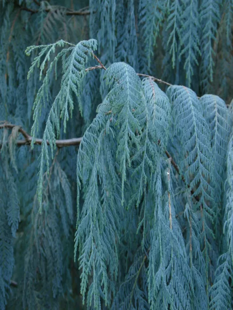 Kashmir Cypress   Cupressus cashmeriana   50 Seeds