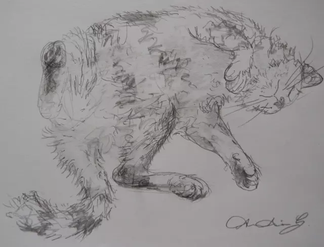 Original Bleistiftzeichnung Skizze einer schlafenden Katze auf elfenbeinweißem Papier
