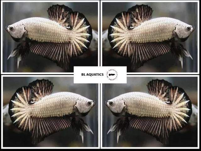Live Betta Fish High Quality (FEMALE) Black Dragon - USA Seller