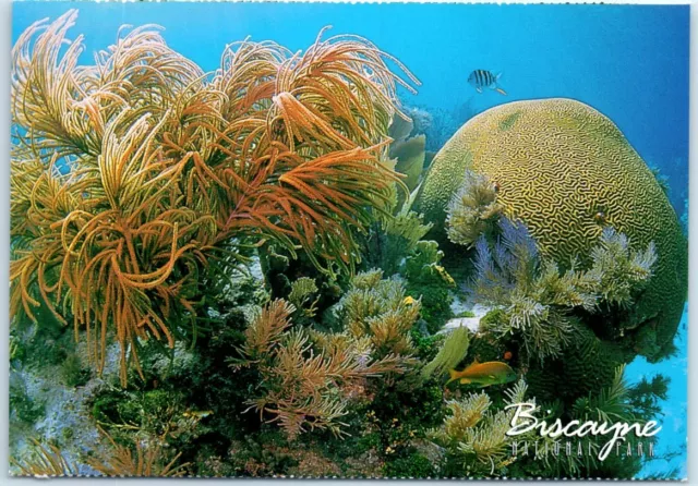 Postcard - Brain Coral - Biscayne National Park, Florida